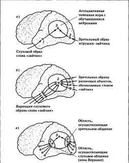 Сигнальные системы мозга