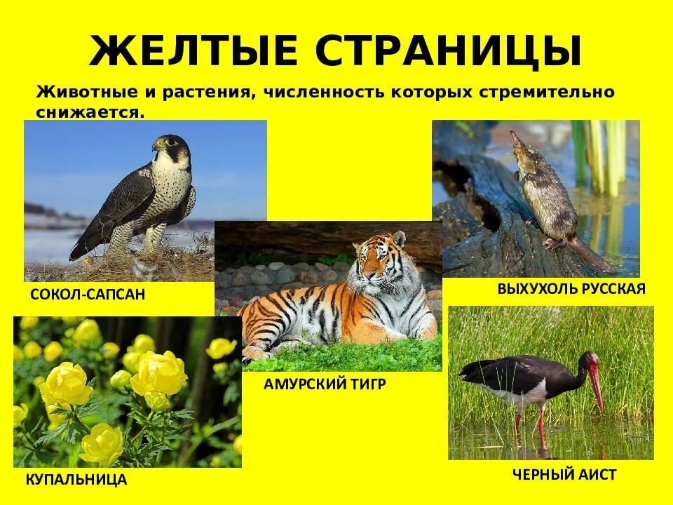 Сайга антилопа. Сайга антилопа. Животные которые в красной книге казахстана. Красная книга казахстана история. Книга про сайгаков.