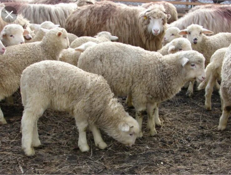 Молдавские овцы. Овцеводство в Молдавии. Животноводство Молдавии. Овцы Молдавия. Купить овец омск