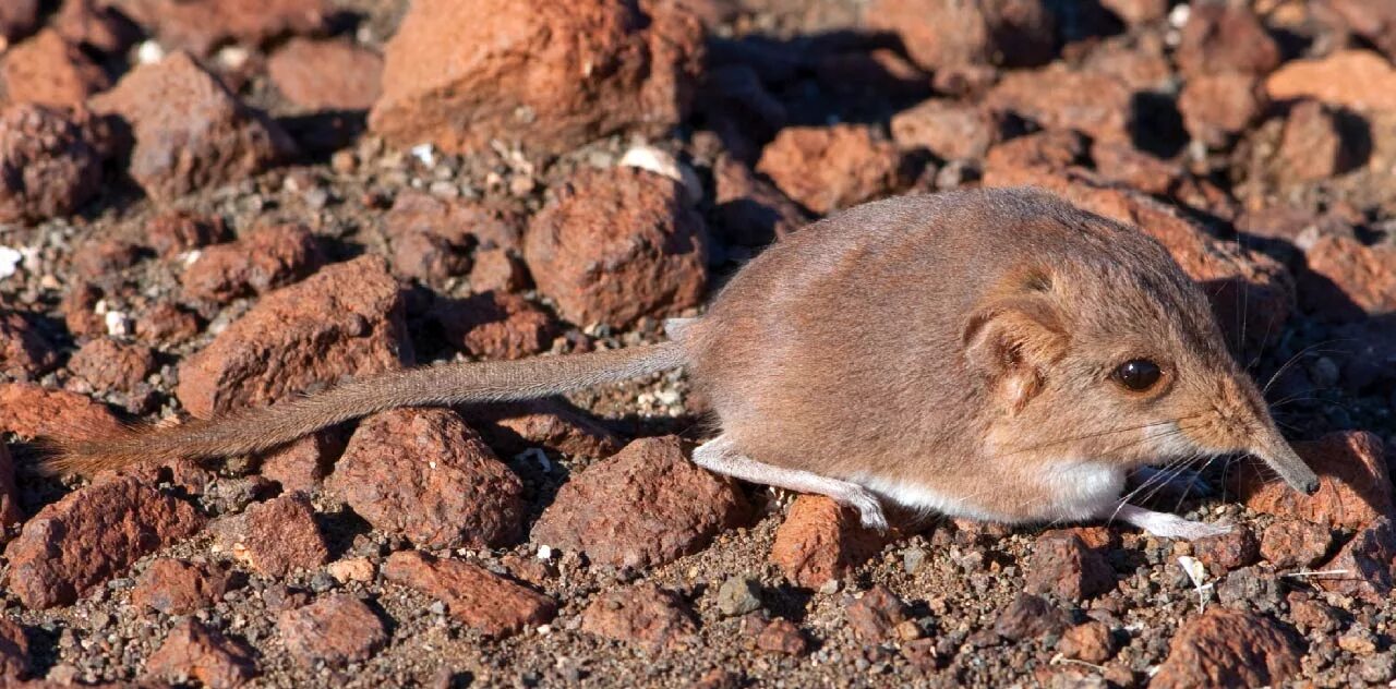 Животные похожие на мышь. Землеройка бурозубка. Macroscelides Micus. Мышь землеройка. Ящерица землеройка.