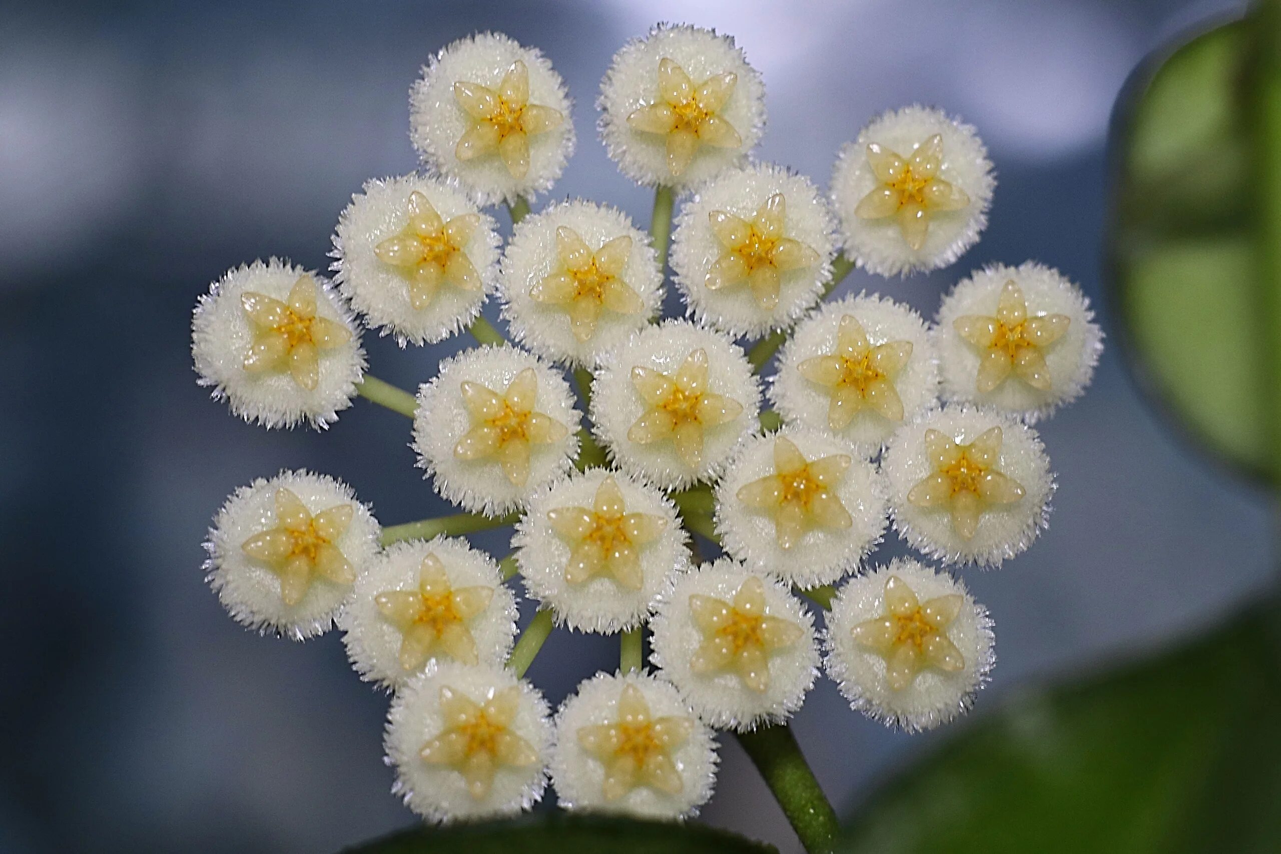 Хойя лакуноза эскимо. Хойя лакуноза эскимо Сильвер. Хойя лакуноза Hoya lacunosa. Hoya lacunosa 'Silver leaves'.