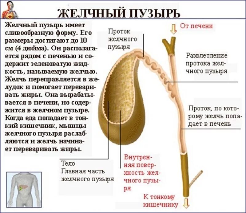 Почему выходит желчь