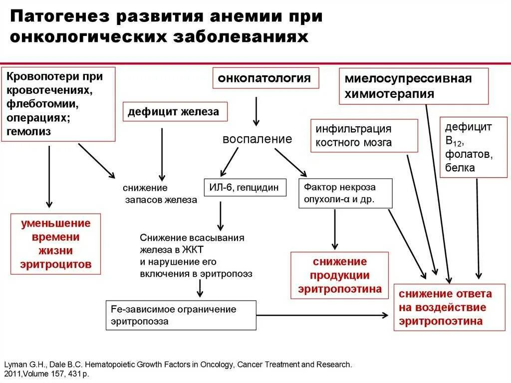 Методы лечения анемии. Патогенез анемии у онкологических больных. Механизм развития анемии при опухоли. Схема механизм развития анемии. Алгоритм лечения анемии у онкологических больных.