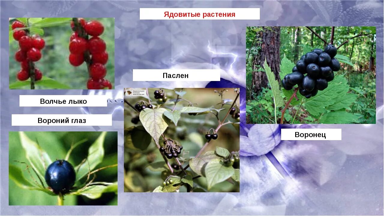 Вороний лыко