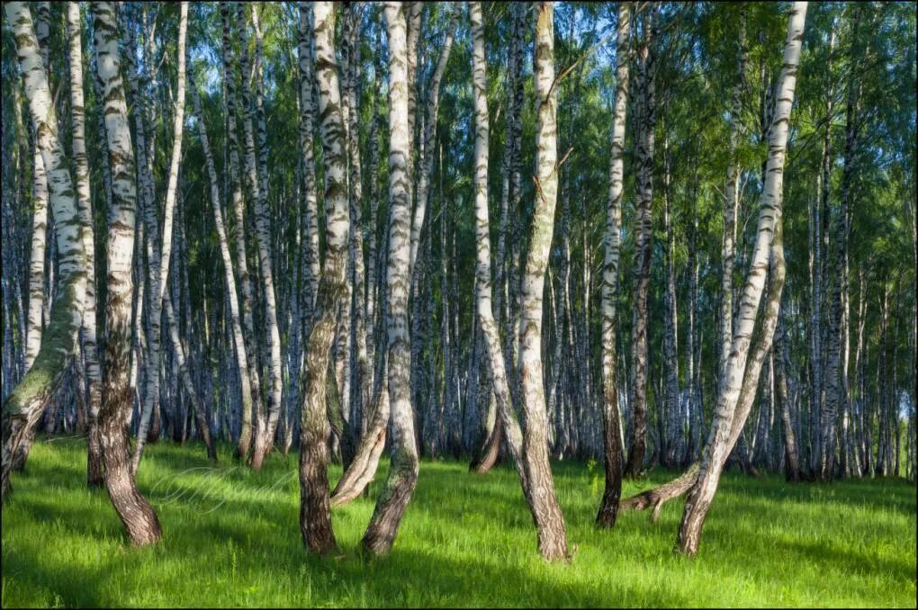 Боровое роща танцующих берез. Танцующие березы Боровое Казахстан. Боровое Казахстан роща танцующих берез. Танцующая Березовая роща Боровое. Танцующие березки