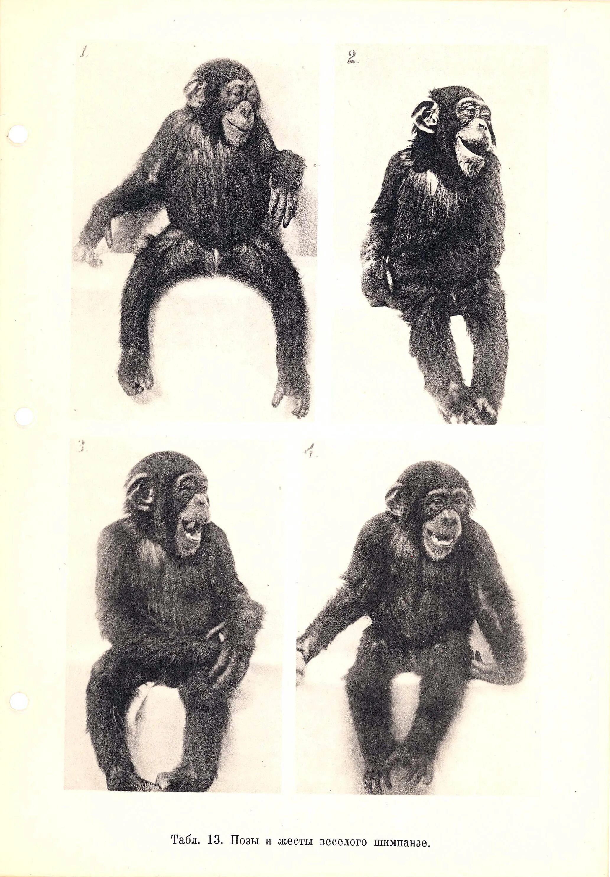 общение обезьян. человекообразные обезьяны. жесты обезьян. жесты обезьян. язык животных и человека.
