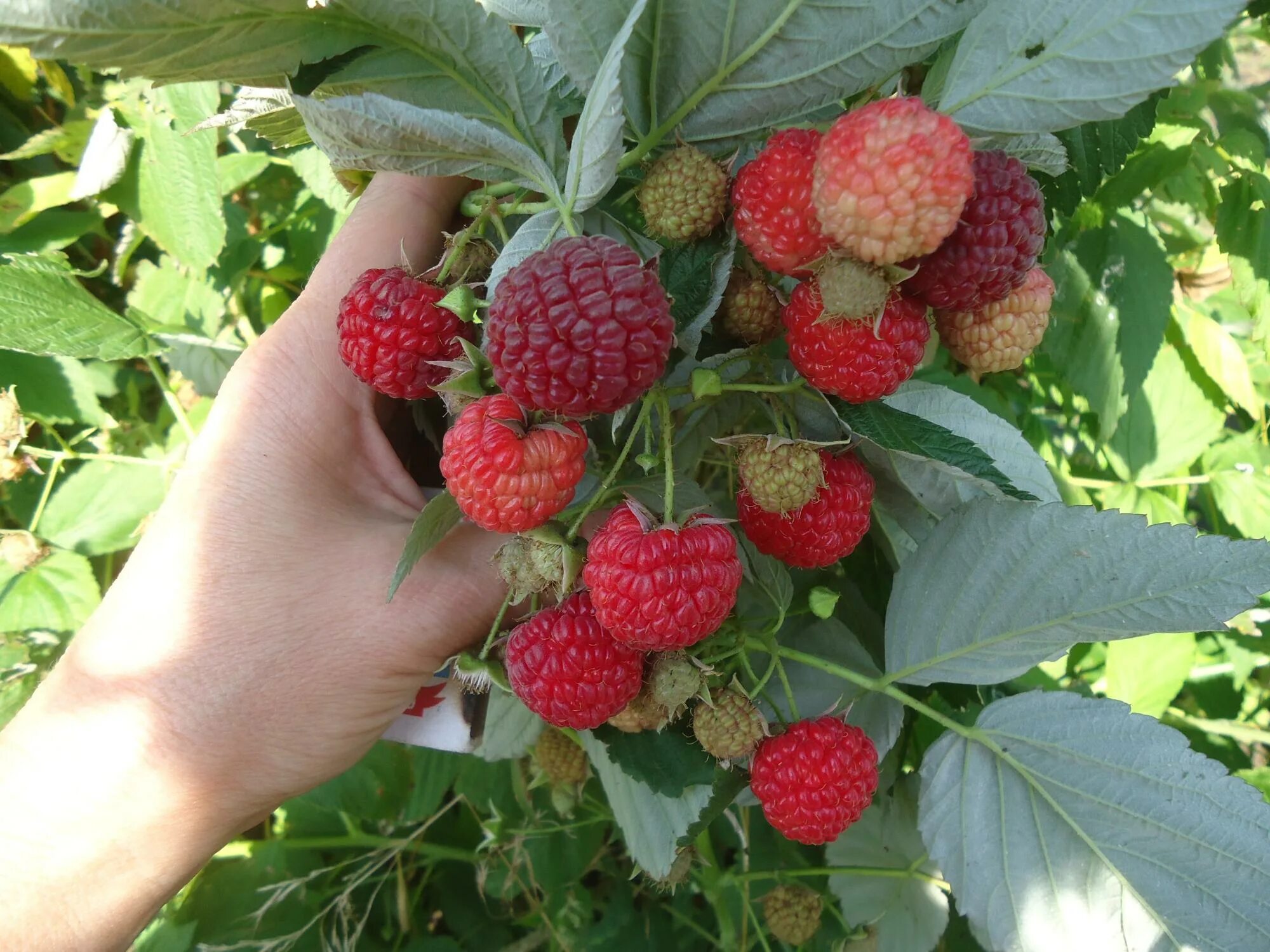 Малина сорт бабье лето. Сорт бабье лето. Малина ремонтантные сорта бабье лето. Малина красная ремонтантная бабье лето. Сорт бабье лето.