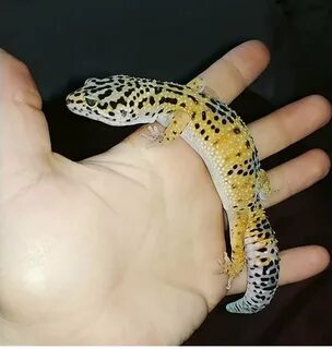 Какие бывают эублефары
