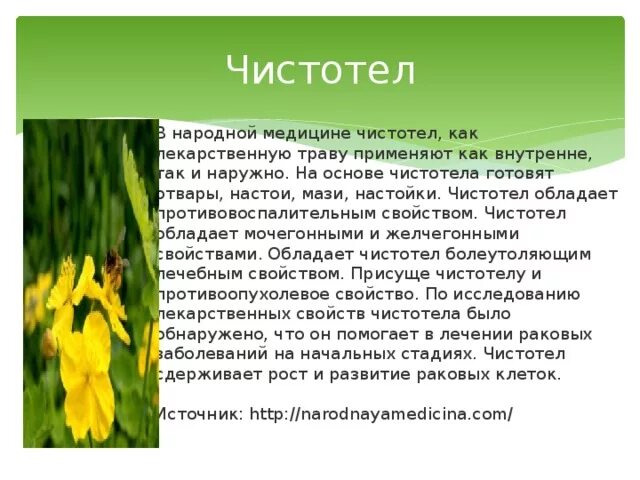 Чистотел для чего применяется. Лекарственные растения чистотел. Чистотел лекарственное растение свойства. Чистотел в народной медицине. Народная медицина трава чистотел.