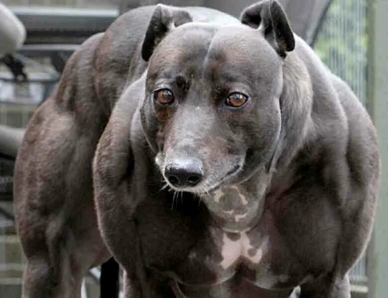 Собака миостатин Стаффорд. Накаченная собака. Большая мускулистая собака.