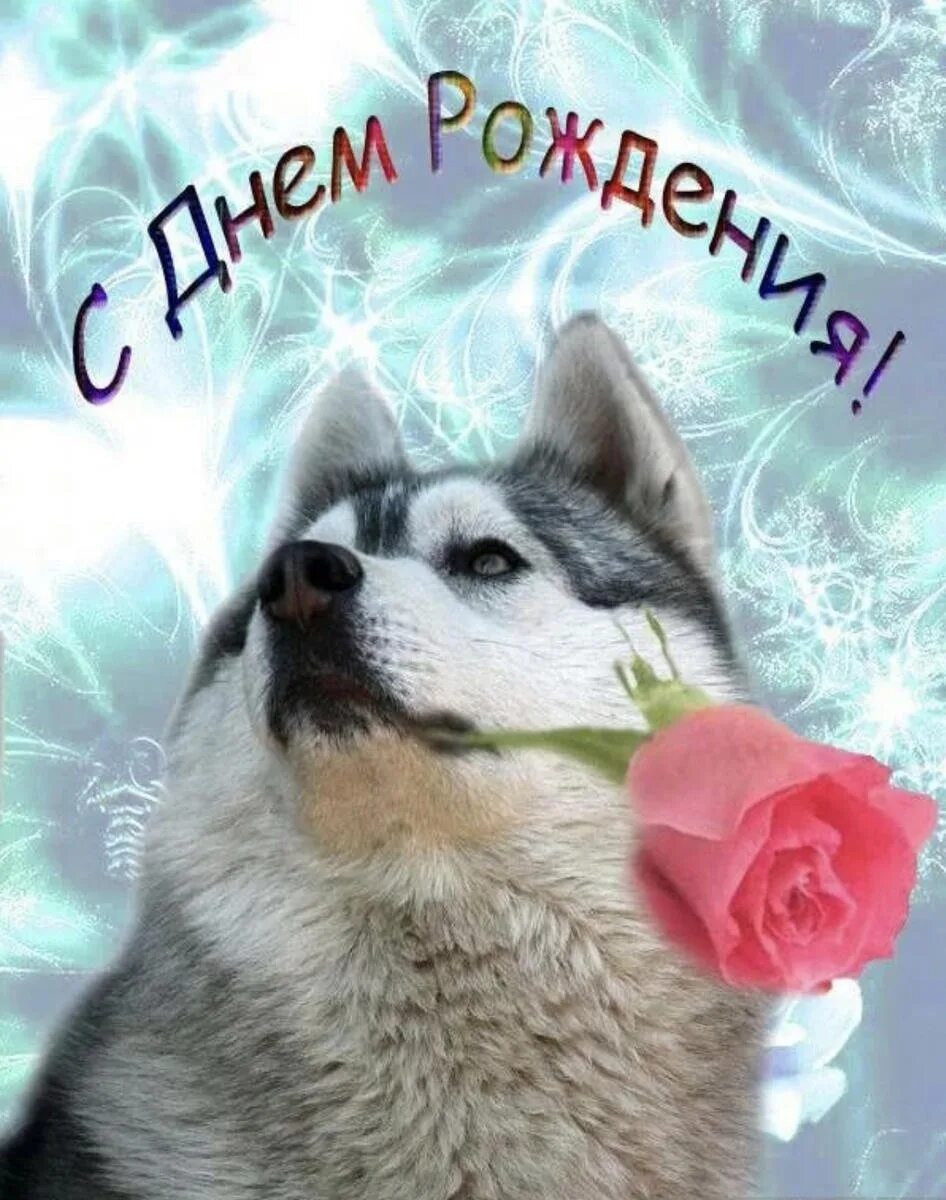Хаски смешные. С днем рождения с хаской. Открытки с днем рождения с хаски. С днем рождения с хаской. Хаски поздравляет с днем рождения.