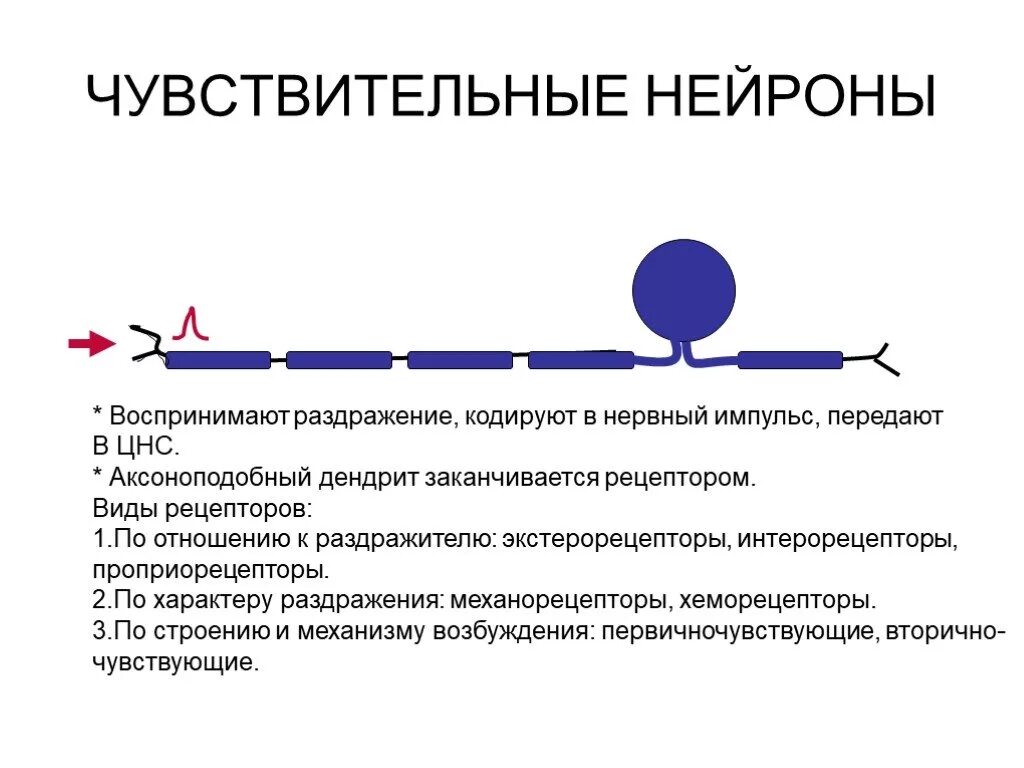 Чувствительные Нейроны воспринимают раздражение. Чувствительные Нейроны передают нервные импульсы. Чувствительный Нейрон воспринимает раздражители. Преобразует раздражение в нервный Импульс.