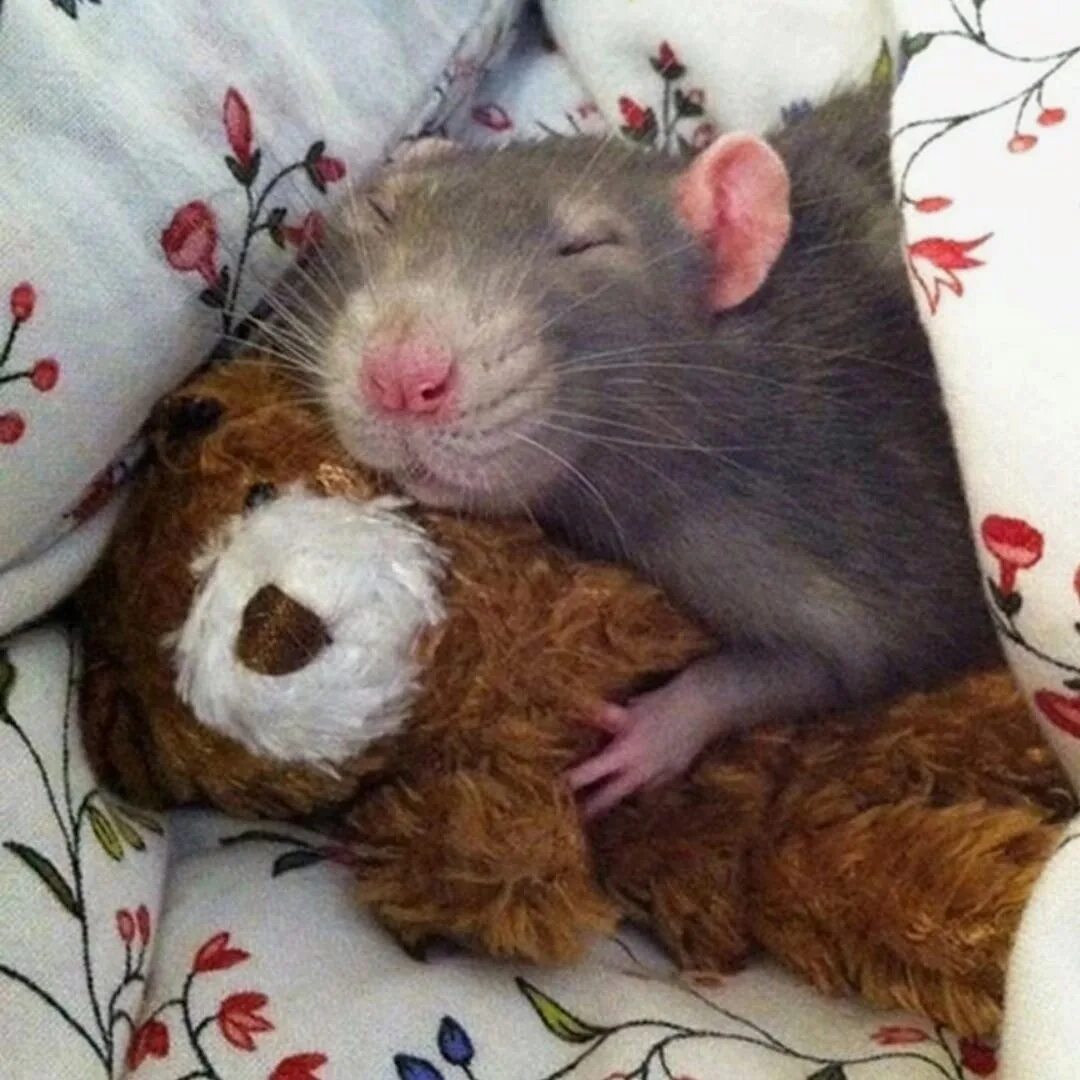 Хомяки спят ночью. Спящие крысы. Милые крысы.