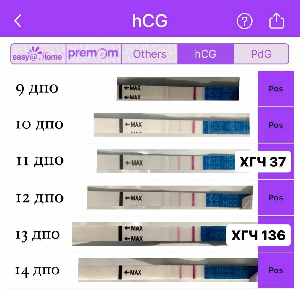 Хгч после овуляции форум. ХГЧ ДПО. ХГЧ по дням ДПО. Тесты ХГЧ С ДПО. Динамика ХГЧ И ДПО.