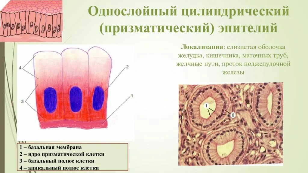 Локализация слизистой оболочки. Призматический и цилиндрический эпителий. Однослойный циллиндрическийэпителий строение. Однослойный однорядный цилиндрический железистый эпителий. Однослойный однорядный призматический железистый эпителий.