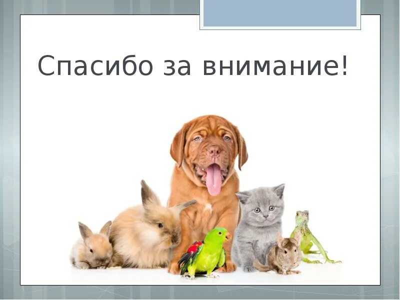 Спасибо за внимание с животными. Спасибо за внимание жи. Спасибо за внимание с собакой. Спасибо за внимание для презентации с собакой. Огэ наши питомцы несмотря на долгие годы