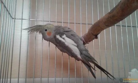 Самка кореллы зовет самца
