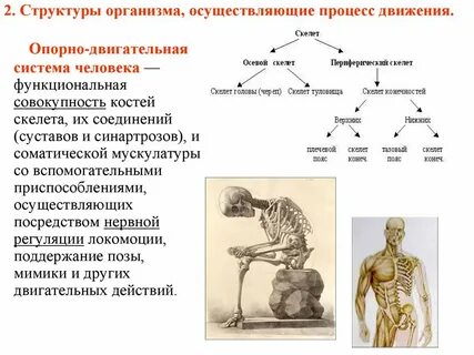 Процесс движения в жизни человека