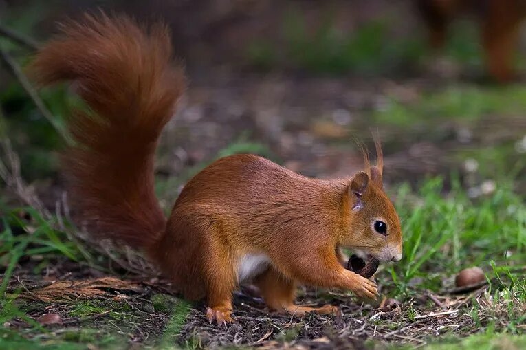 Red squirrels used to be a common