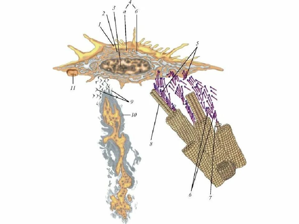 Дермальные фибробласты. Клетки фибробласты. Клетки фибробласты функции. Разновидности фибробластов. Hdf фибробласты.