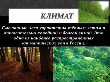 Смешанные хвойно широколиственные леса климат