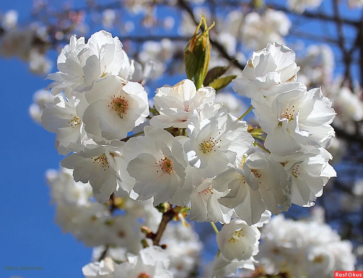 Цветение вишни. Белым белым бела вишня. Цветы вишни. Белым белым бела вишня. Вишня белоснежная цветет.