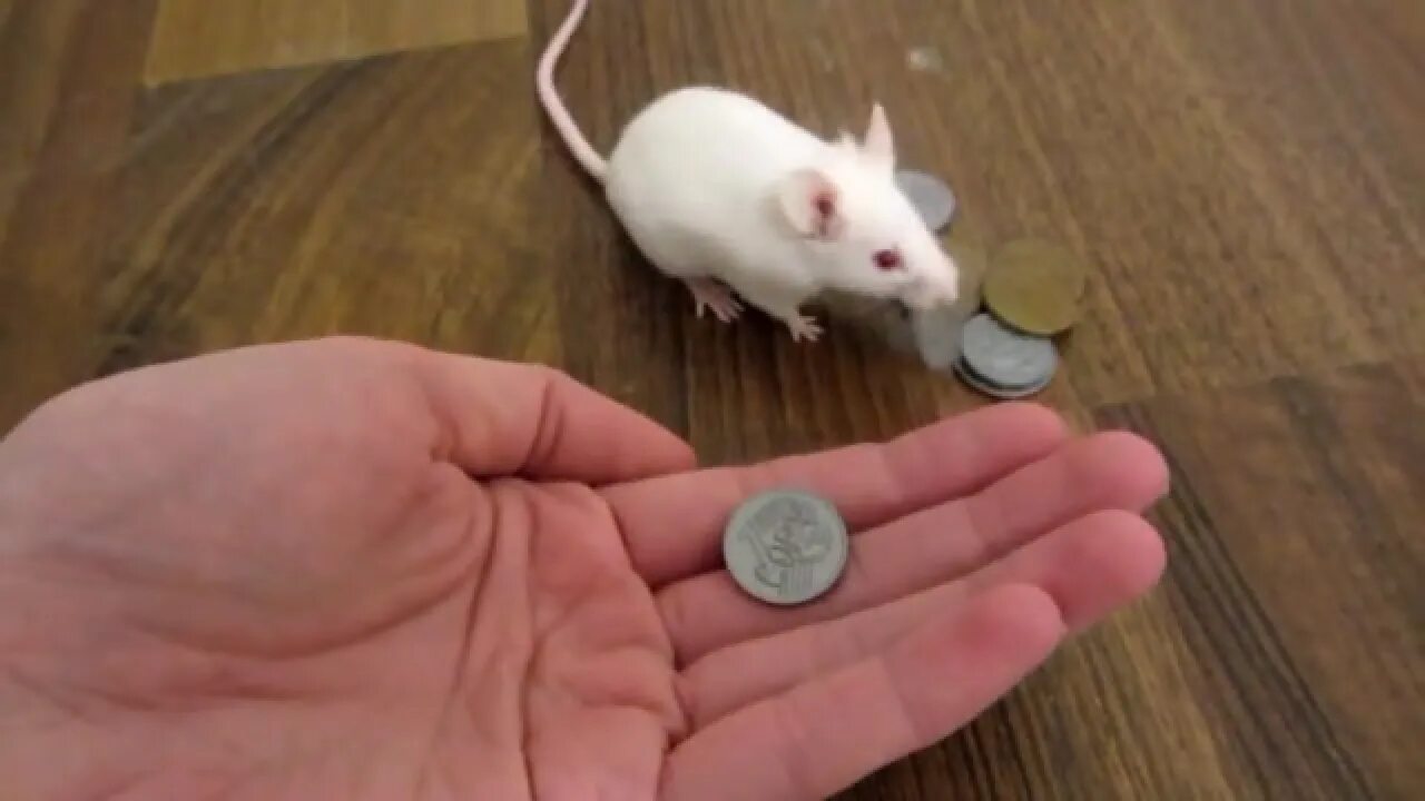 Писк мыши не молчащий. Мышь пищит. мышонок пищит. звук пищание мыши. мышка пищит звук и.