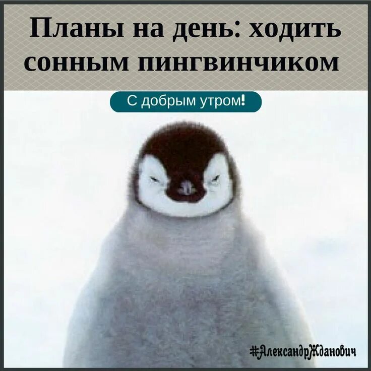 Добрый пингвин. Маленький пингвин. пушистый пингвин. детеныш пингвина. милые пингвинчики.