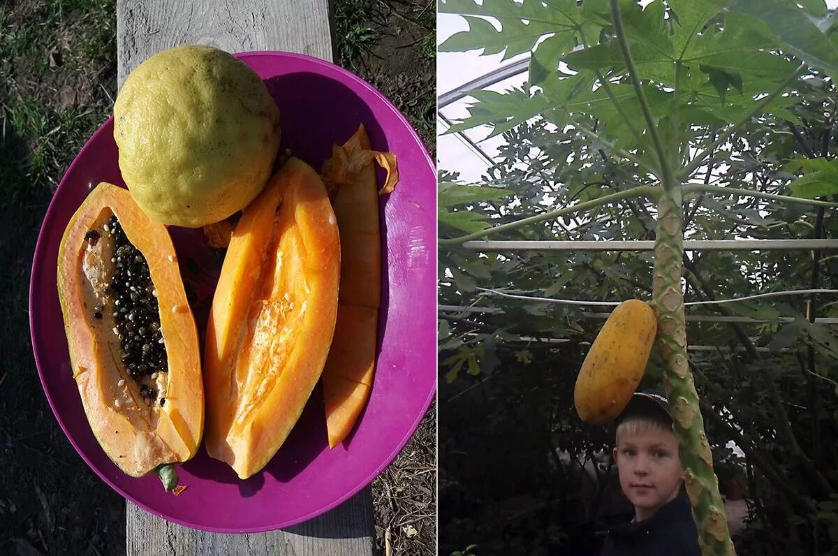 Как вырастить папайю