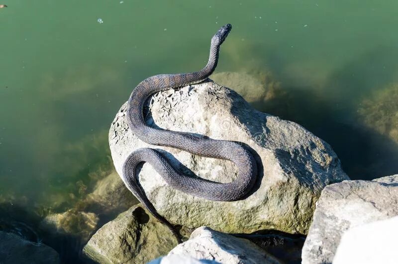 Змейка на солнце. Змея на скале. Змеи на речке. Змеи в воде. Змеи около воды.