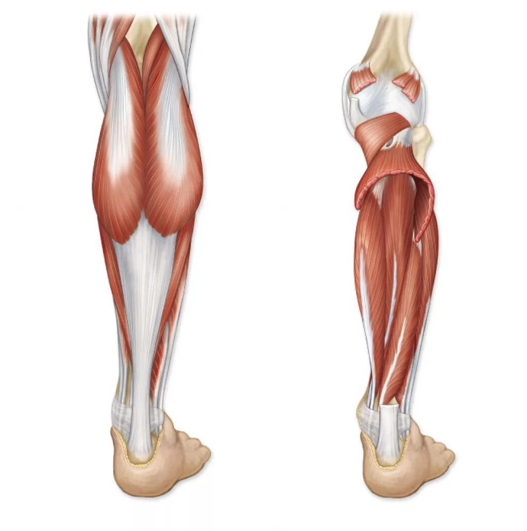 Сухожилие бедро задняя. Анатомия мышц и сухожилий голени. Большеберцовая мышца анатомия. Мышцы голени анатомия. Икроножная мышца анатомия.