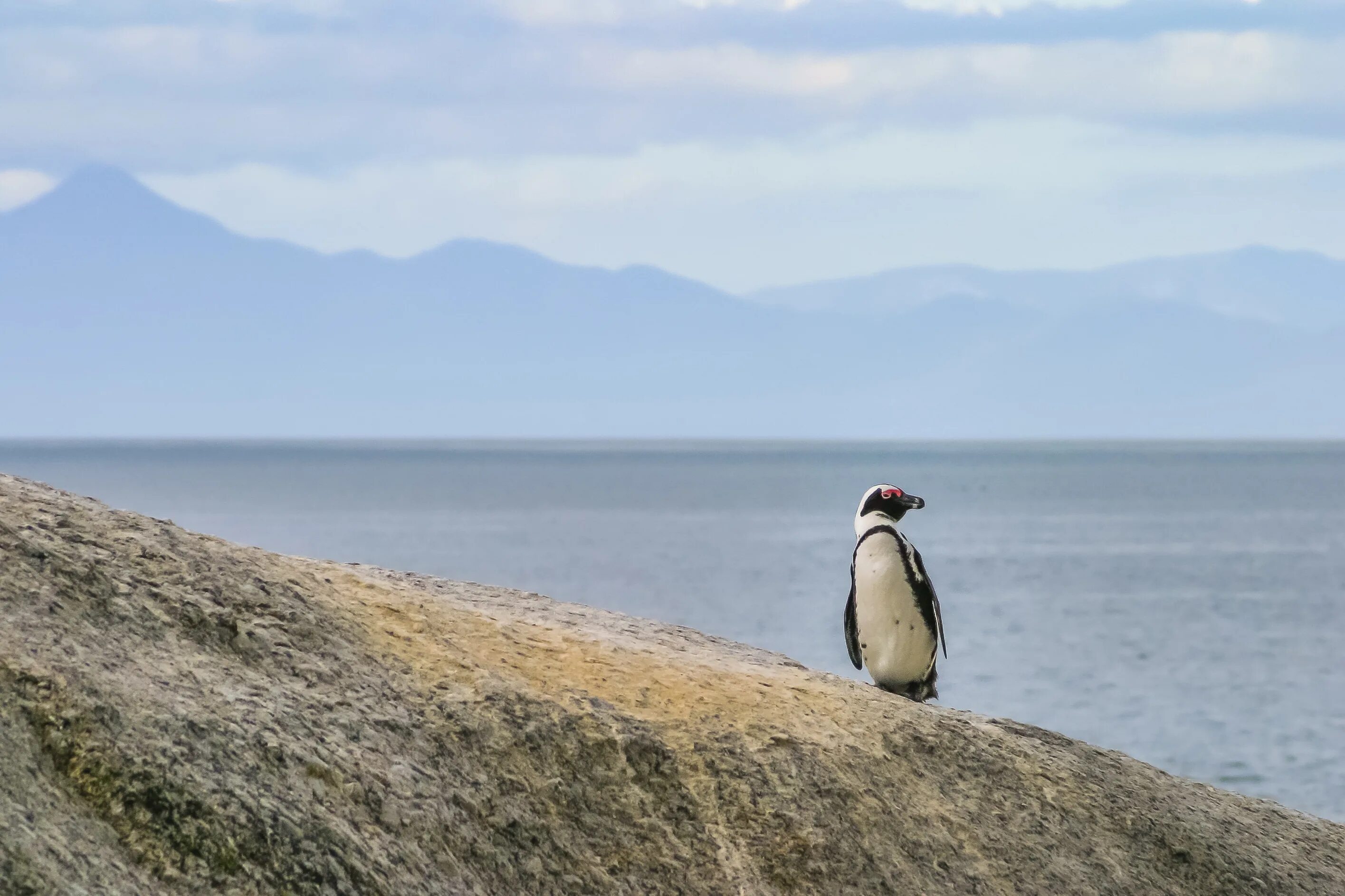 Пингвины идут с пляжа молча. Одинокий Пингвин. Одинокий Пингвин бредущий осень. Фото 2 пингвина идущих по берегу.