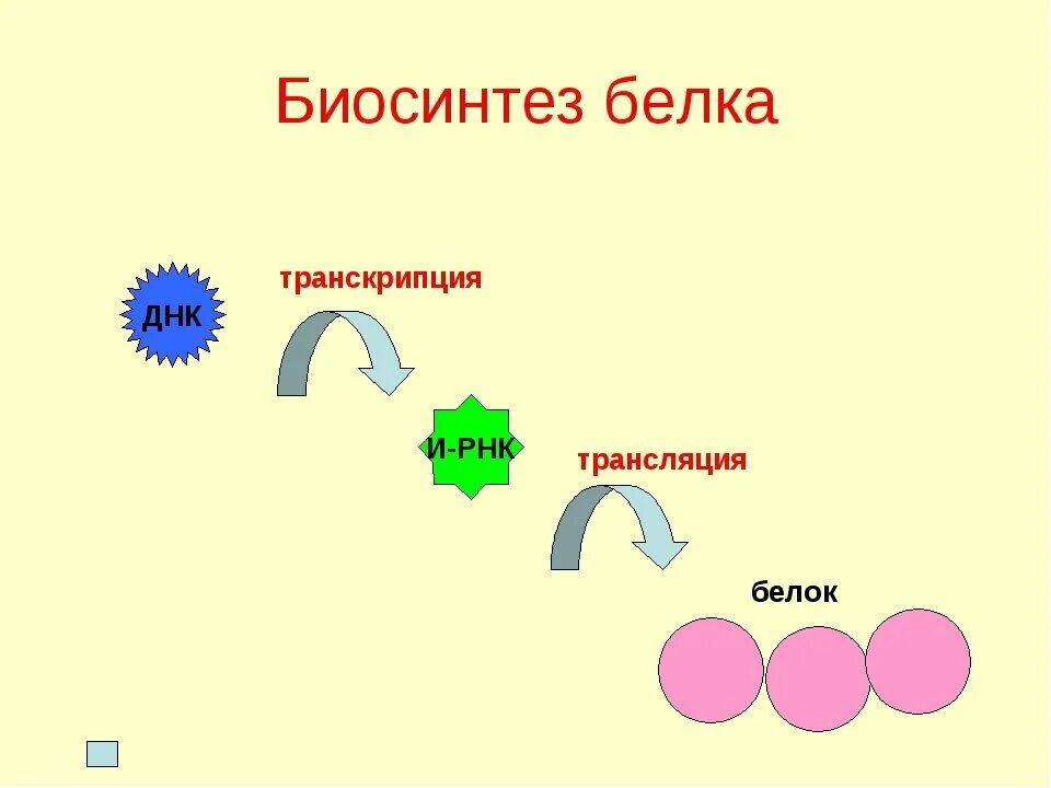 Биосинтез белка биология 10. Основные этапы биосинтеза белка схема. Этапы биосинтеза белка рисунок. Схема биосинтеза белка 9 класс схема. Биосинтез белка транскрипция рисунок.