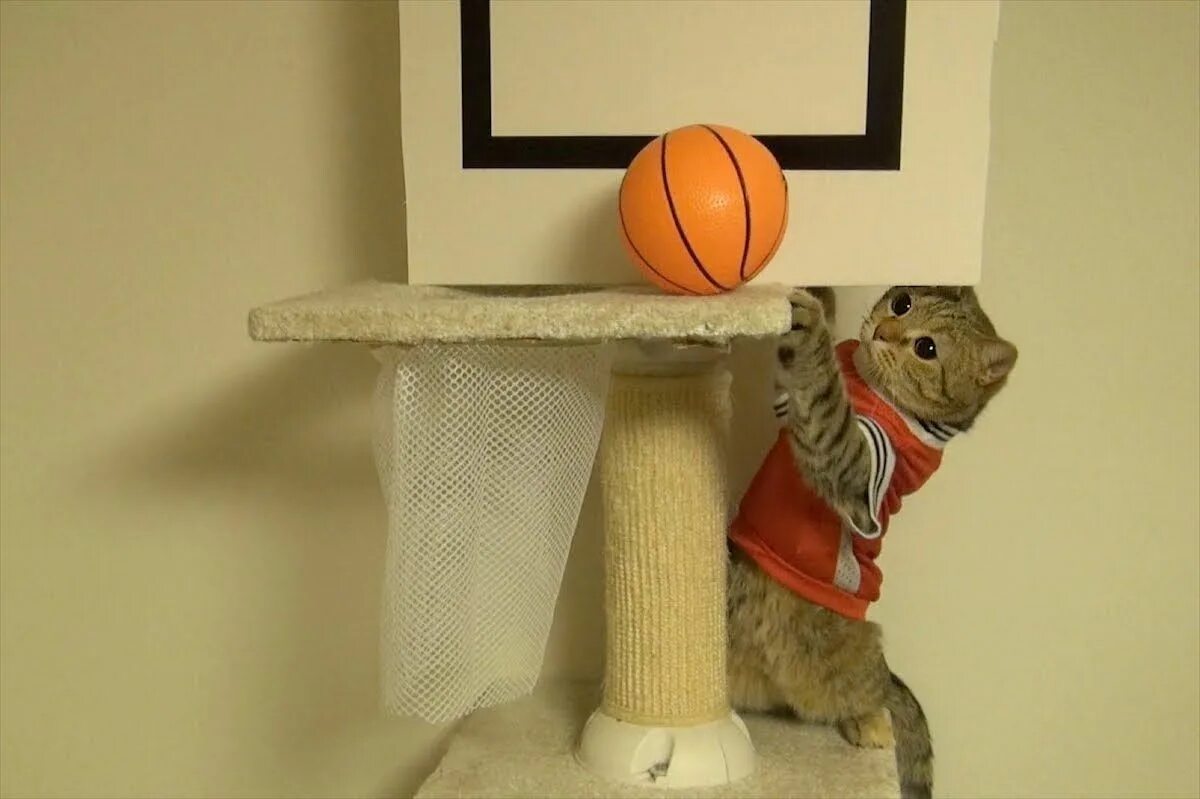 My friend plays basketball than me. Котк с баскетбольным мячом. Котик баскетболист. Котик с баскетбольным мячиком. Кот играет.