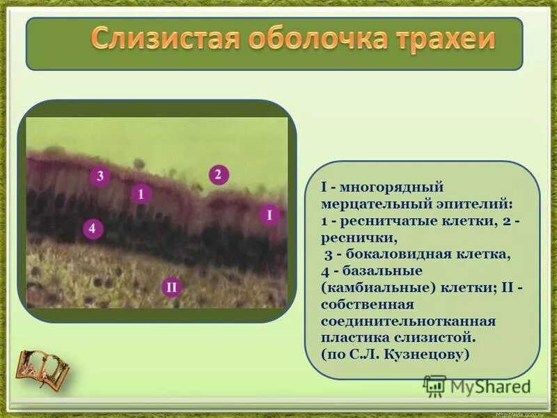 митоз генеративной клетки пыльцевого зерна. каждая клетка образуется. оболочка развития. каждая клетка образуется. клетки образовавшиеся при делении.