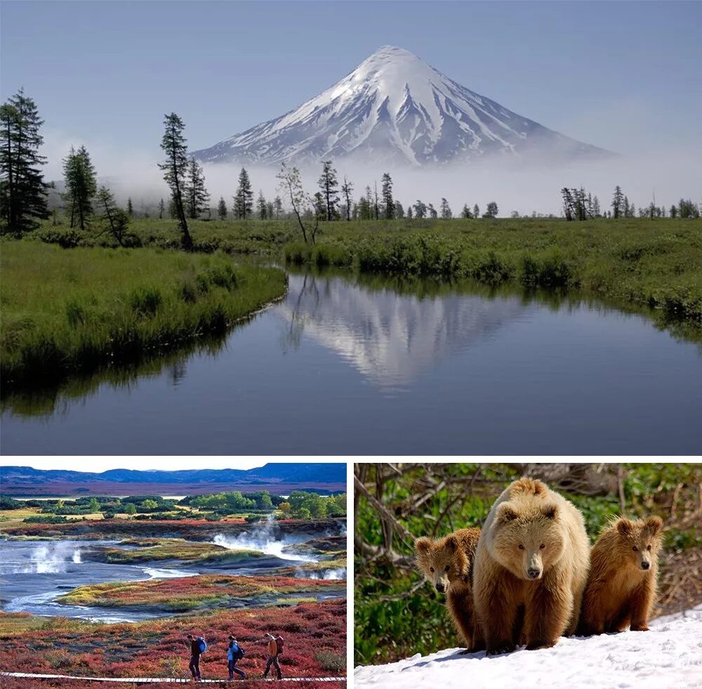 Здоровая еда. Разные растения. Лекарственные растения картинки. Пейзажи сибири. Правильное питание.