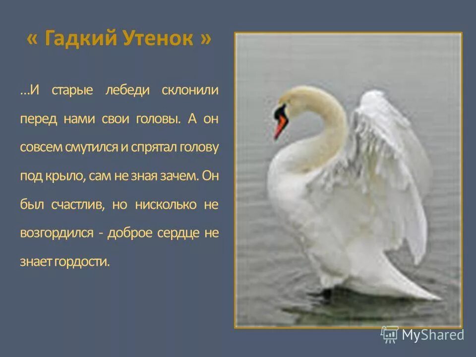 Основная мысль лебеди толстого. Гадкий утенок. Презентация Гадкий утенок. Гадкий утенок лебедь. Гадкий утенок превратился в лебедя.