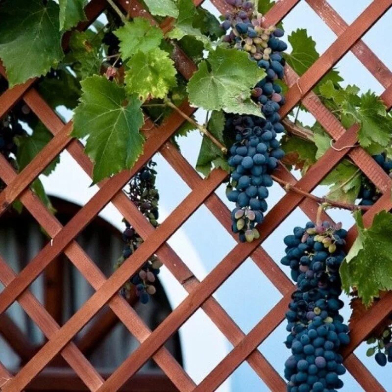 Мускат голодриги виноград. Виноград вариант. Виноград неукрывной мариновский. Кишмиш брависсимо. Маттео джованетти шпалеры.