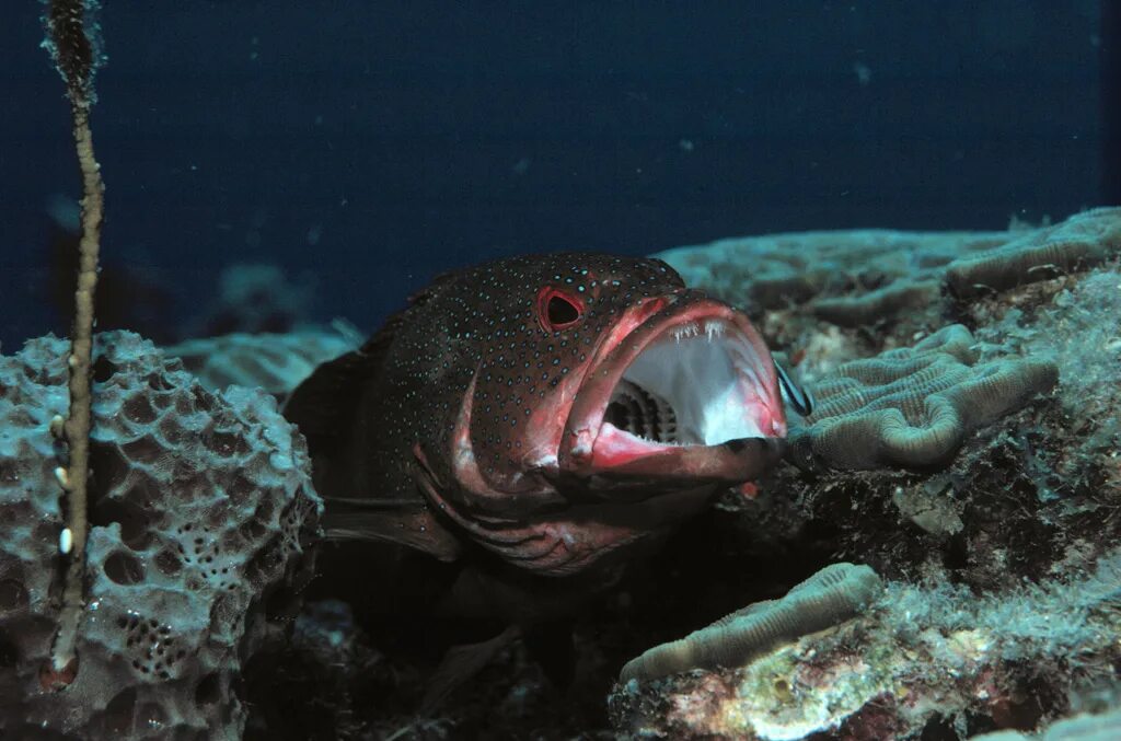 Групер Epinephelus guttatus. Рыба Групер Египет. Групер зубы. Групер рыба пасть. Вкус рыбы во рту