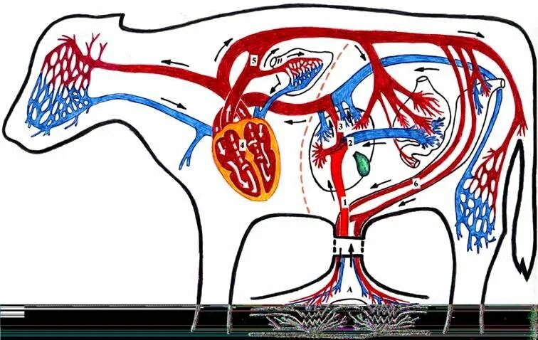 Артерии и вены животных. Кровеносная система коровы анатомия. Кровеносная система анатомия КРС. Сосудистая система крупного рогатого скота. Кровеносная система коровы схема.
