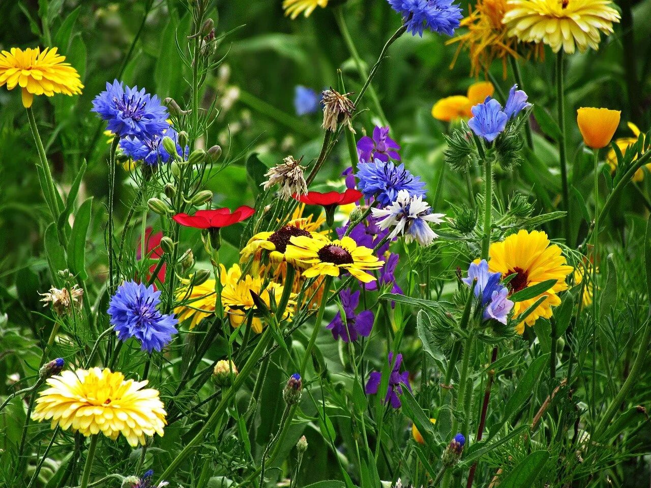 Луговых цветов. Луговых цветов. Мавританский газон «солнышко». Разнотравье луговой цветник. Цветы полевые и луговые.