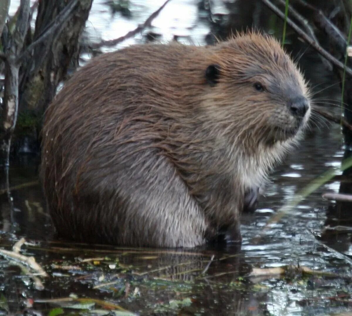 Канадский Бобр (Castor canadensis). Речной Бобр. Бобр (Castor Fiber Linnaeus, 1758). Речной Бобр Западносибирский подвид. Бобр на английском