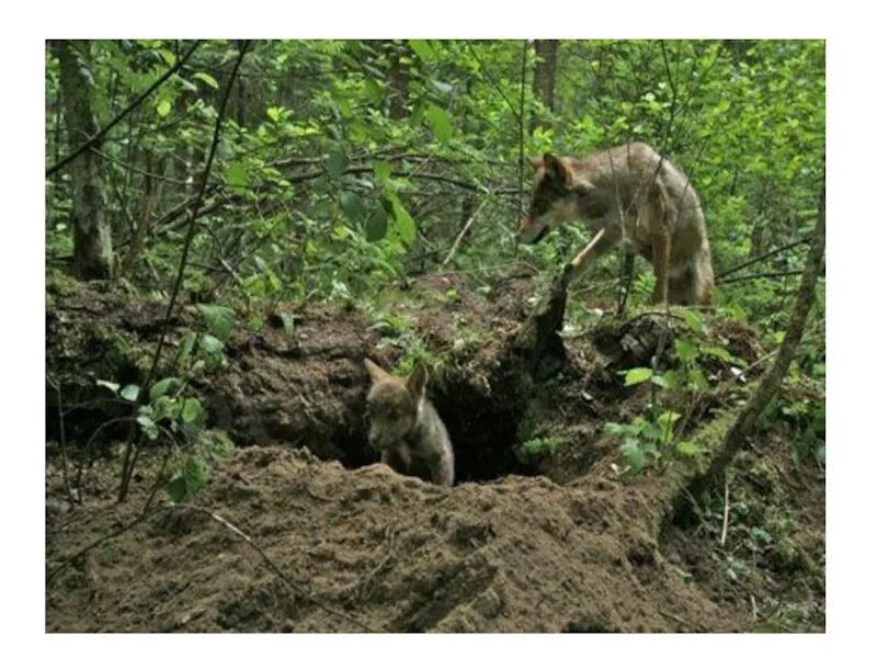 Волчье Логово жилище Волков. Волчье Логово в природе. Логово волка.