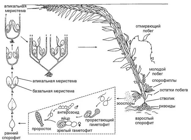 Схема ламинарии. Цикл развития ламинарии схема. Жизненный цикл Laminaria. Спорофит водорослей. Строение водоросли макроцистис.