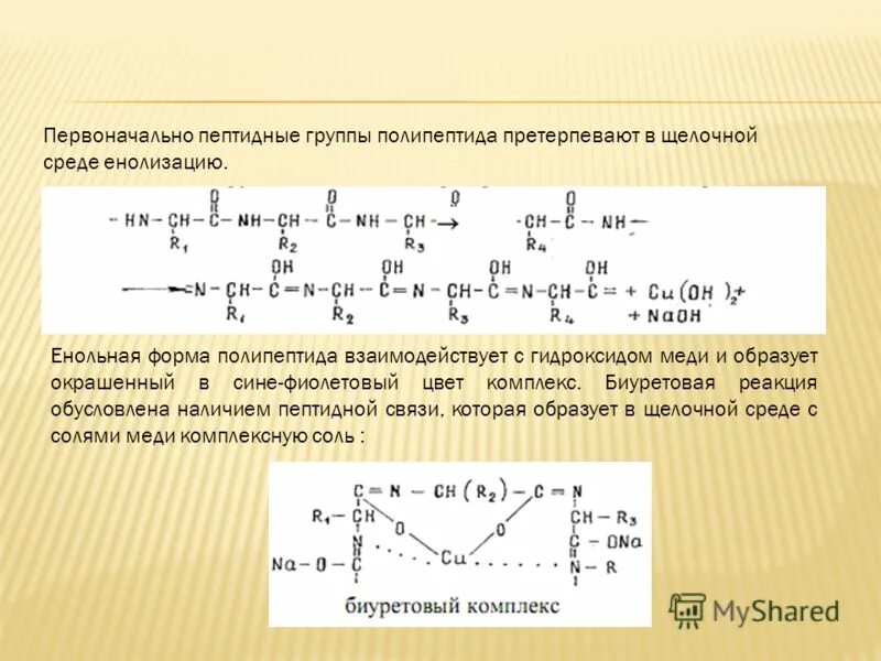 Строение полипептидной цепи химия. Схема реакции поликонденсации аминокислот в полипептид. Вторичная структура пол. Водородная связь в белках. Качественные реакции на полипептиды.