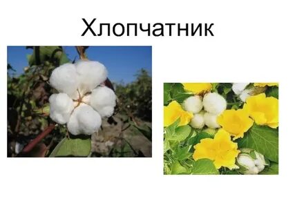 Хлопчатник дикорастущее или культурное растение