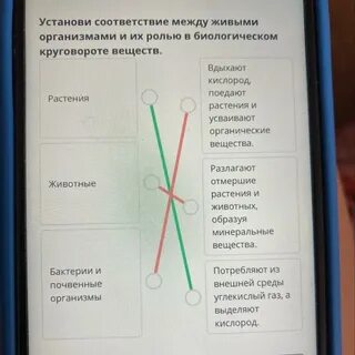 Установи соответствие между живыми организмами