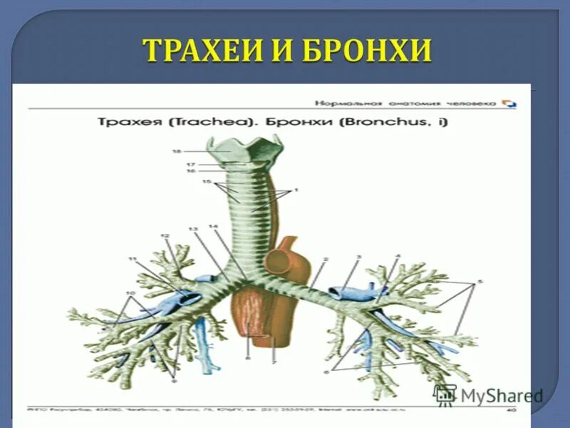 Трахея и бронхи топография. Гортань трахея бронхи топография строение. Топографическая анатомия трахеи, бронхов. Длина трахеи