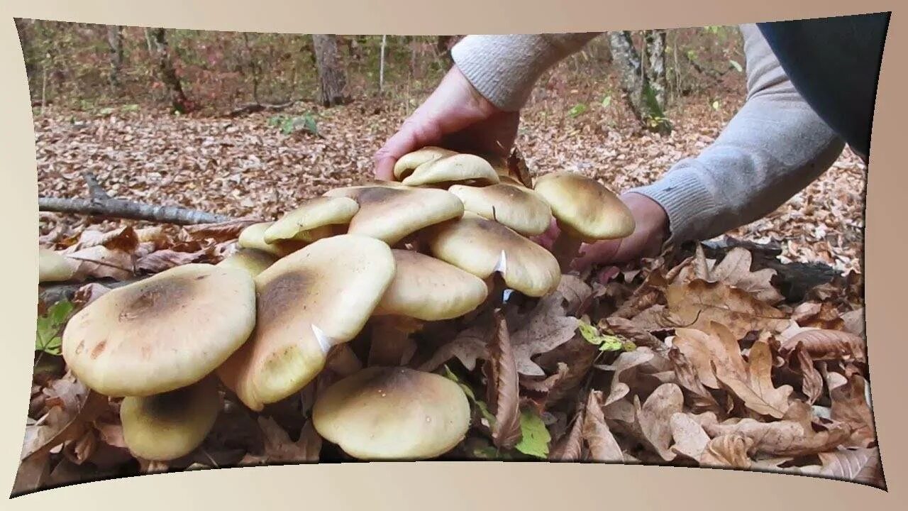 Грибники адыгеи форум. Грибы осенью опята краснодарский край. Грибники адыгеи форум. Грибы в адыгее сейчас. Калужский грибники.