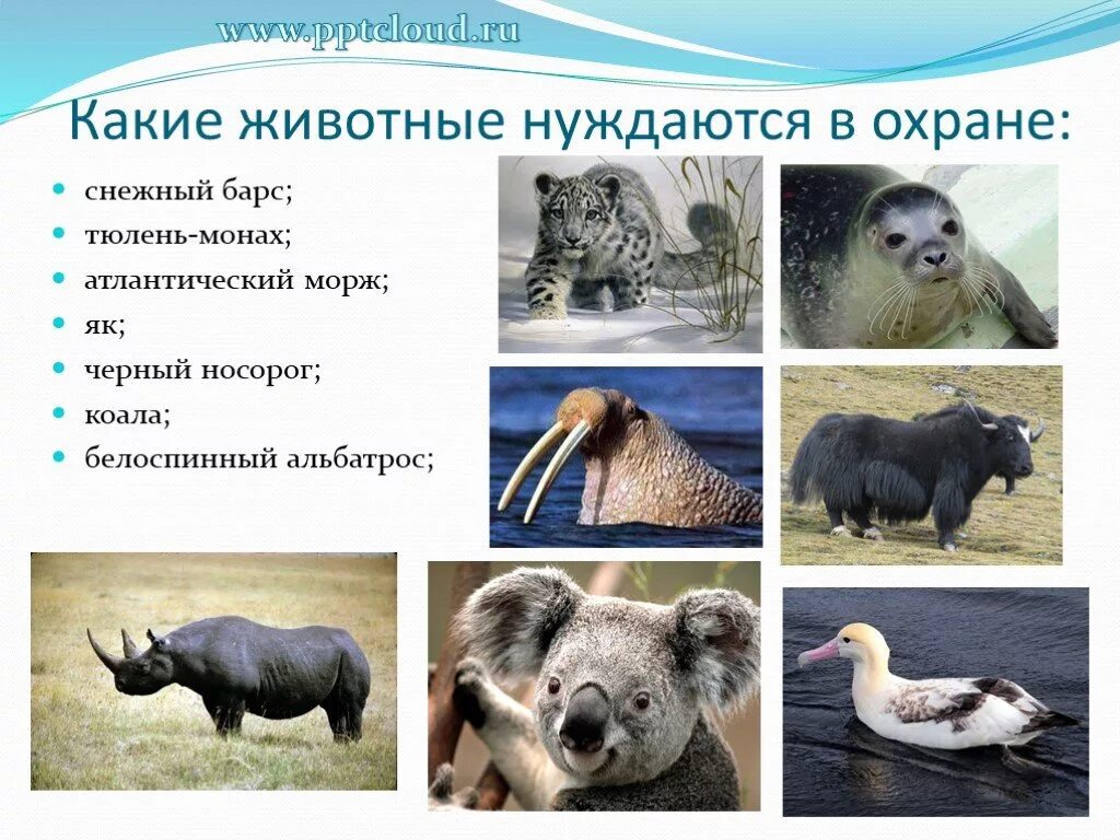 Название животных которые нуждаются в охране. Животные которые нуждаются в охране. животные которые нуждаются в охране красная книга. животное которое нуждается в охране. животные которые нуждаются в охране 2 класс.